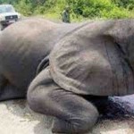 【閲覧注意】象牙のために、顔を剥ぎ取られる「ゾウ」