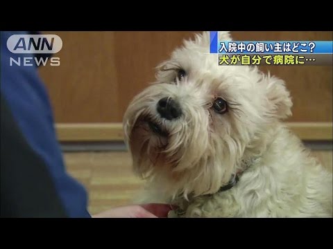 飼い主を探して入院中の病院に犬が現れる