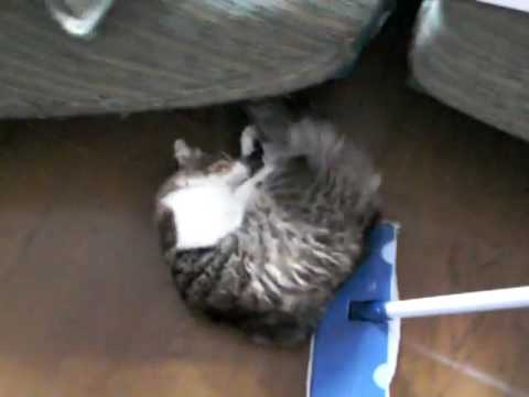 猫をモップ代わりに使う動画