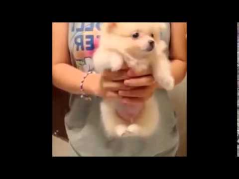エア犬かきする犬の動画！