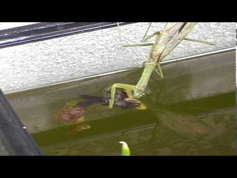 【衝撃】カマキリが金魚などを食べる動画