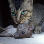 【閲覧注意】ネズミを食べる猫【閲覧注意】