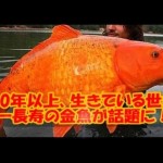 40年以上生きている世界一長寿の金魚にギョ！