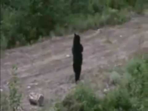 まるで人間！二足歩行するクマの衝撃映像！