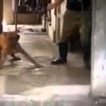 【超極悪】　犬を虐待する中国人や韓国人の動画　【閲覧注意】