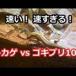 二ホントカゲ対ゴキブリ Lizard vs cockroach