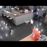 【韓国の犬カフェ】シベリアンハスキー犬に襲われたトイプードル　※閲覧注意！