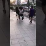 韓国で日本人女性が韓国人男性に髪の毛をつかまれ暴行される動画
