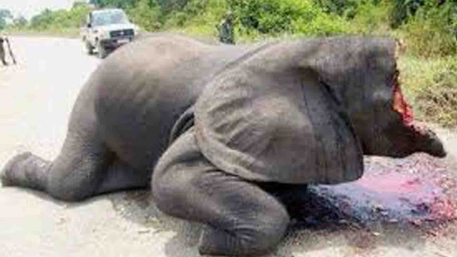【閲覧注意】象牙のために、顔を剥ぎ取られる「ゾウ」