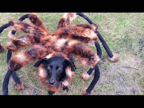 犬が巨大なクモに化けてドッキリ！