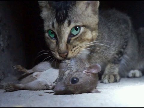 【閲覧注意】ネズミを食べる猫【閲覧注意】