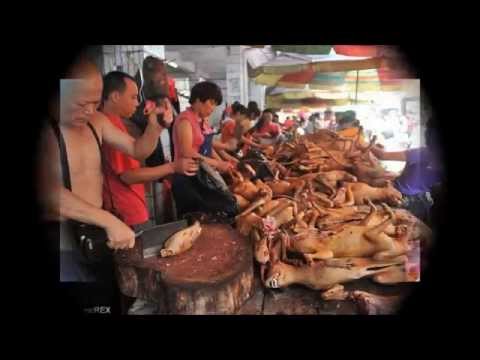 犬の肉を食べる祭り？！「犬肉祭」中国