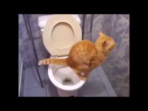 人間用のトイレでうんこをするネコ！