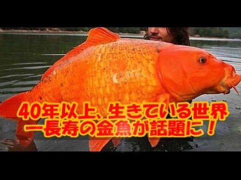 40年以上生きている世界一長寿の金魚にギョ！
