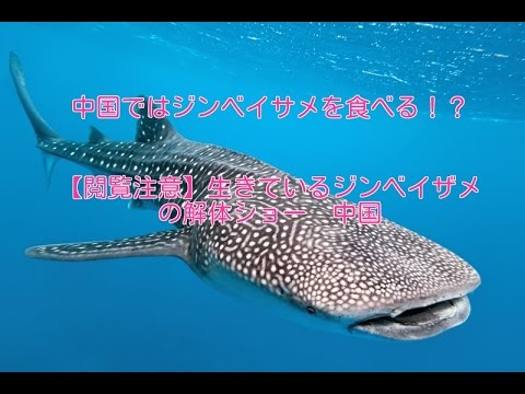 【閲覧注意】ジンベイザメの解体動画
