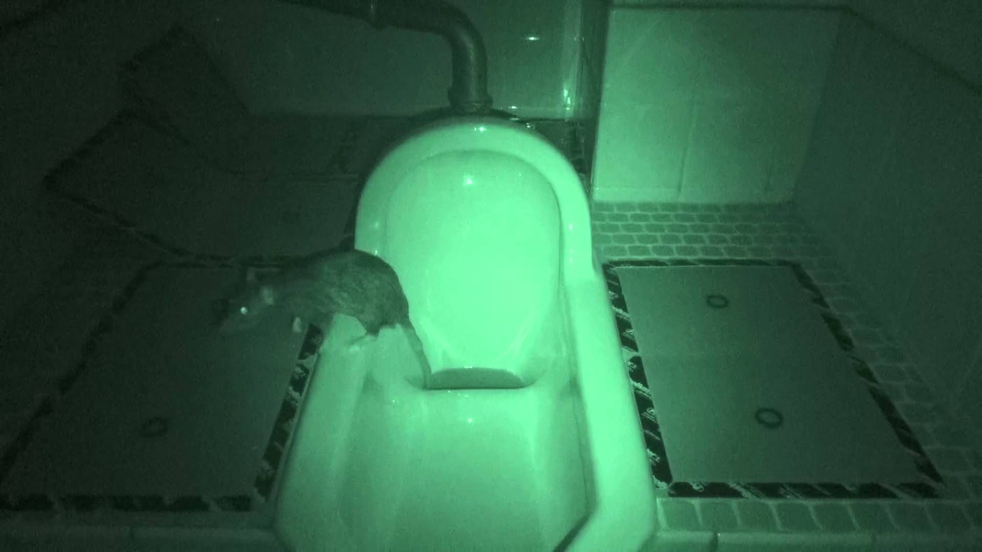 【衝撃】自宅のトイレからネズミが出てきた！