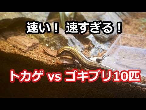 二ホントカゲ対ゴキブリ Lizard vs cockroach