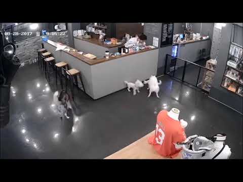 【韓国の犬カフェ】シベリアンハスキー犬に襲われたトイプードル　※閲覧注意！