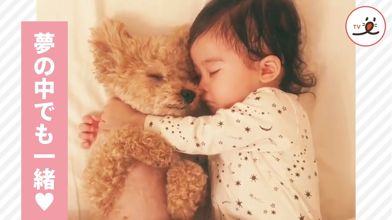【癒し】トイプードルと赤ちゃんの動画